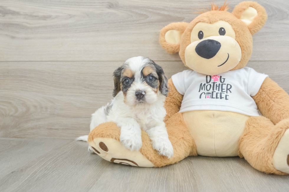 5 week old Cockapoo Puppy For Sale - Puppy Love PR