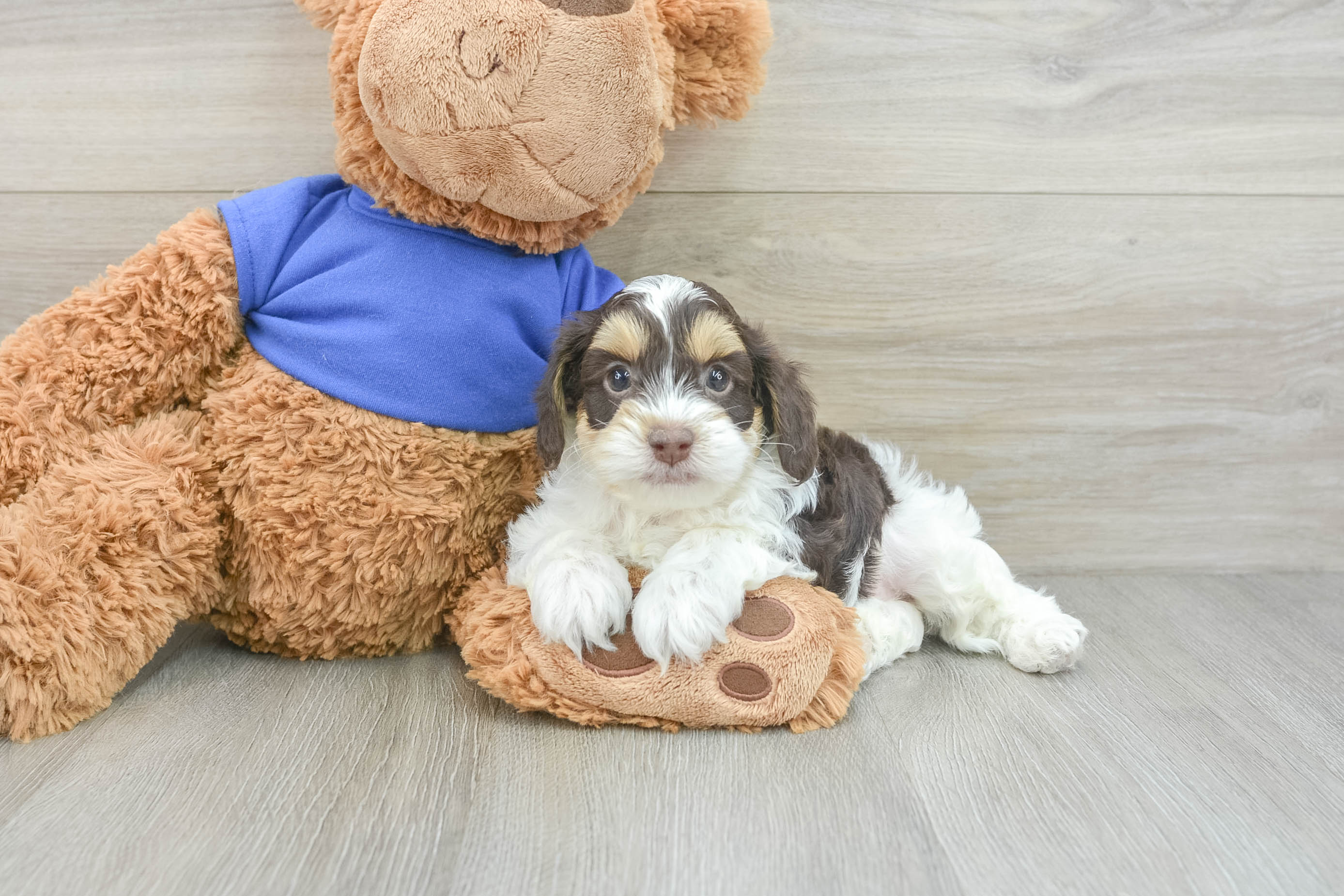 Cockapoo Puppy for Adoption