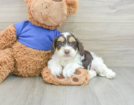 8 week old Cockapoo Puppy For Sale - Puppy Love PR