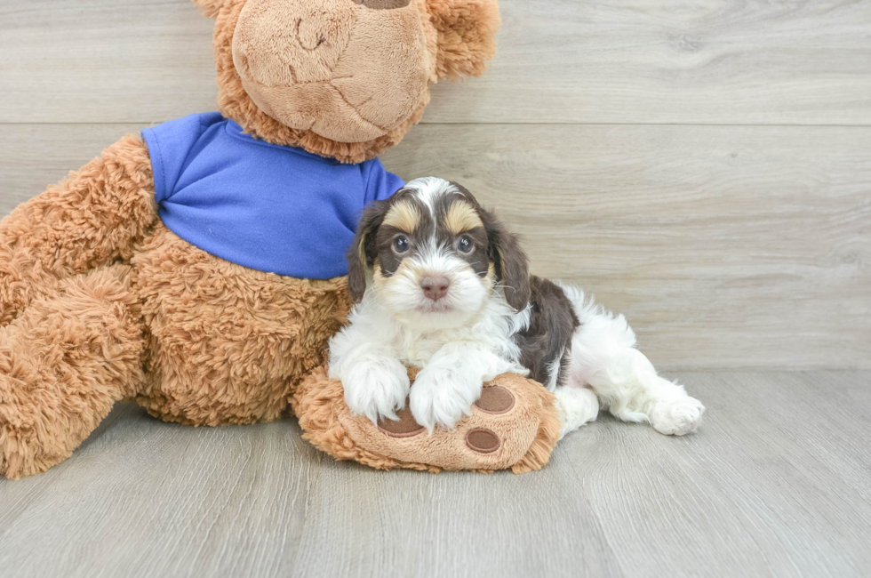 5 week old Cockapoo Puppy For Sale - Puppy Love PR