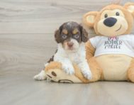 8 week old Cockapoo Puppy For Sale - Puppy Love PR
