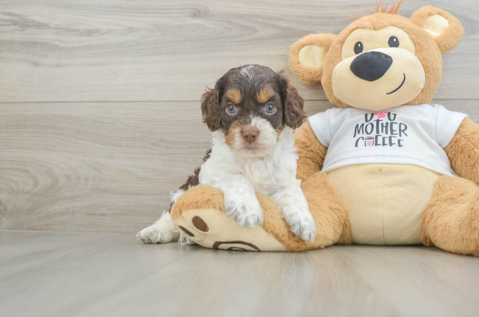 5 week old Cockapoo Puppy For Sale - Puppy Love PR