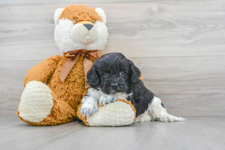 Friendly Cockapoo Baby