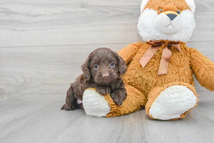 Meet Stark - our Cockapoo Puppy Photo 1/3 - Puppy Love PR Best Cockapoo Baby