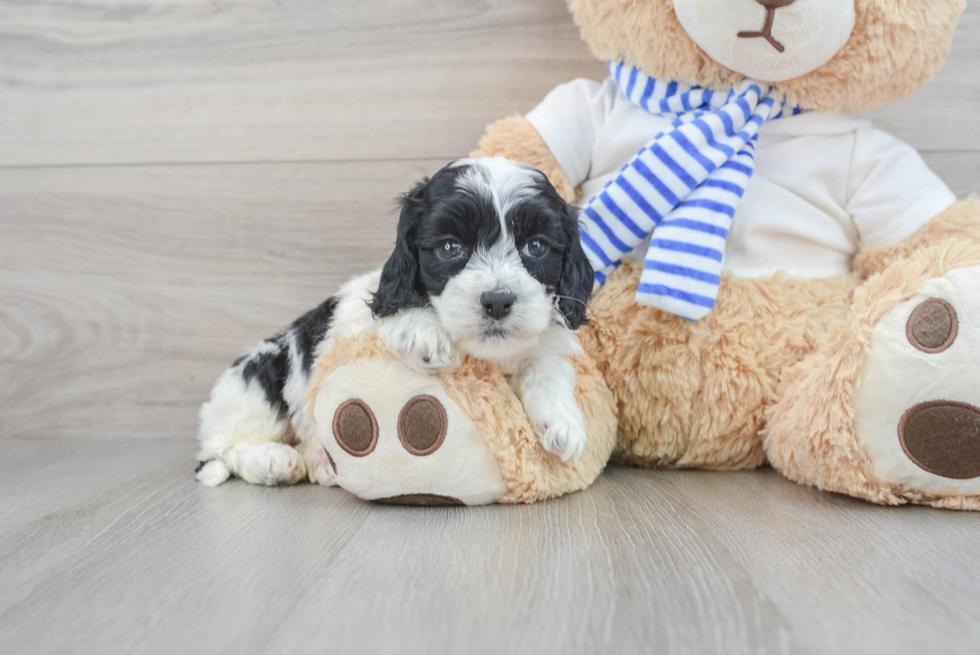 Best Cockapoo Baby