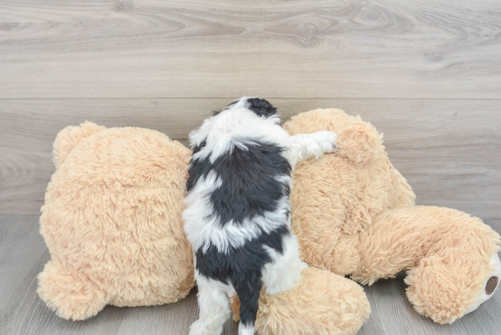 Playful Cockerpoo Poodle Mix Puppy