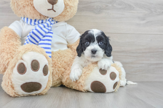 Cockapoo Puppy for Adoption