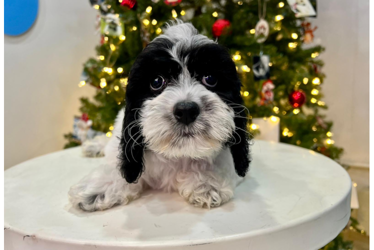 Cockapoo Pup Being Cute