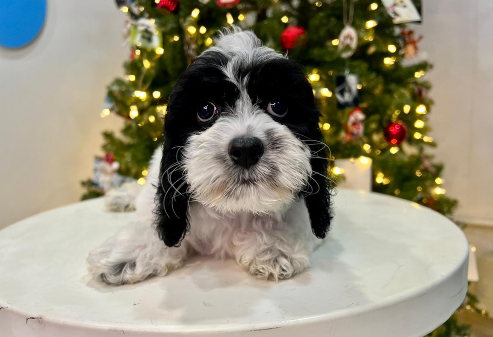 Cockapoo Pup Being Cute