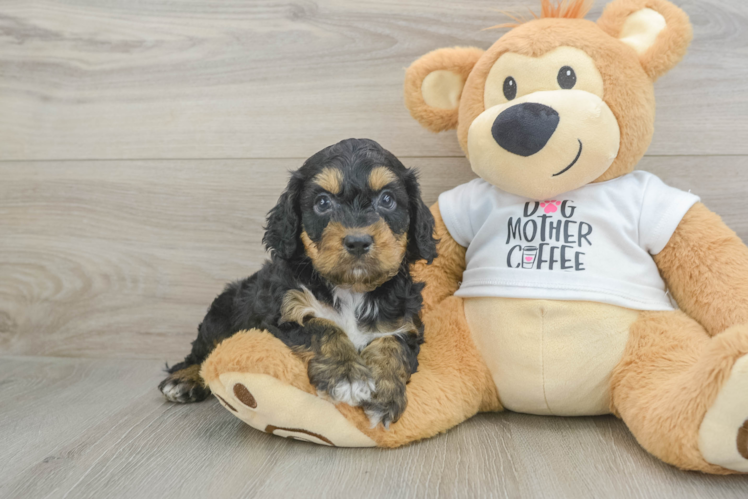 Cockapoo Pup Being Cute