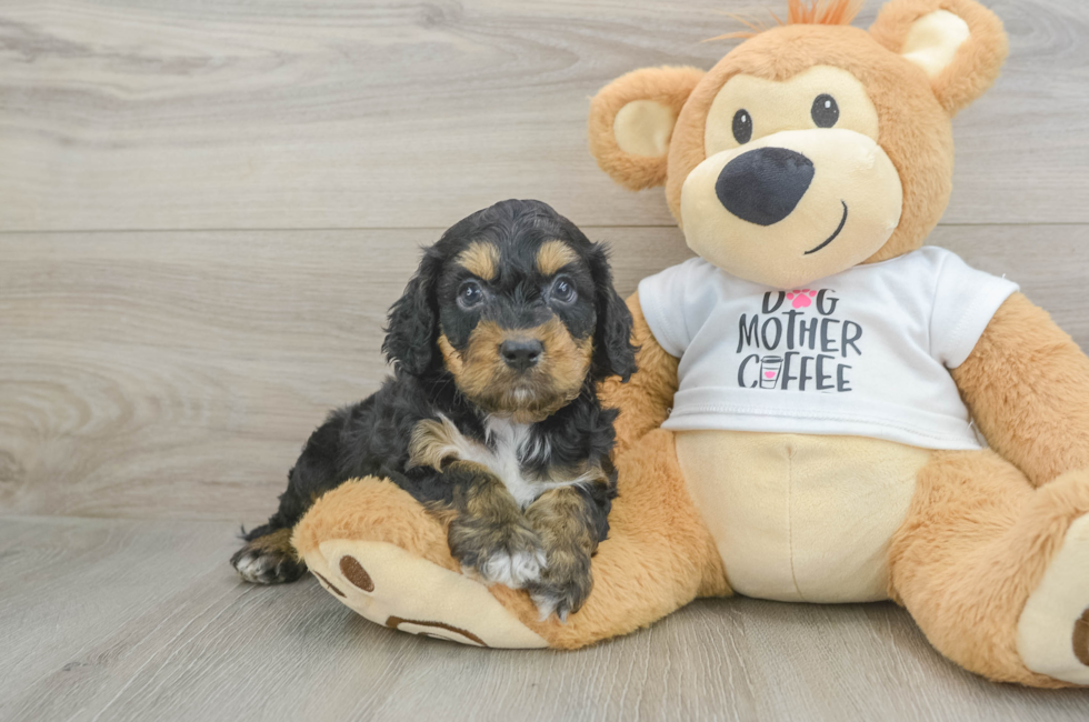 5 week old Cockapoo Puppy For Sale - Puppy Love PR