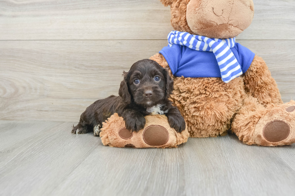 5 week old Cockapoo Puppy For Sale - Puppy Love PR