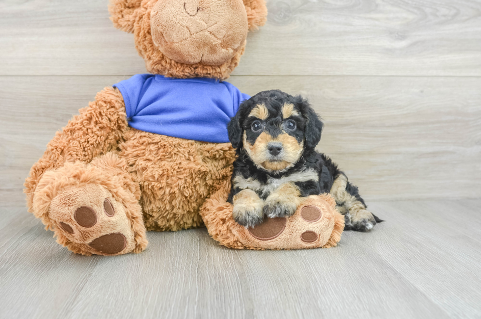 5 week old Cockapoo Puppy For Sale - Puppy Love PR