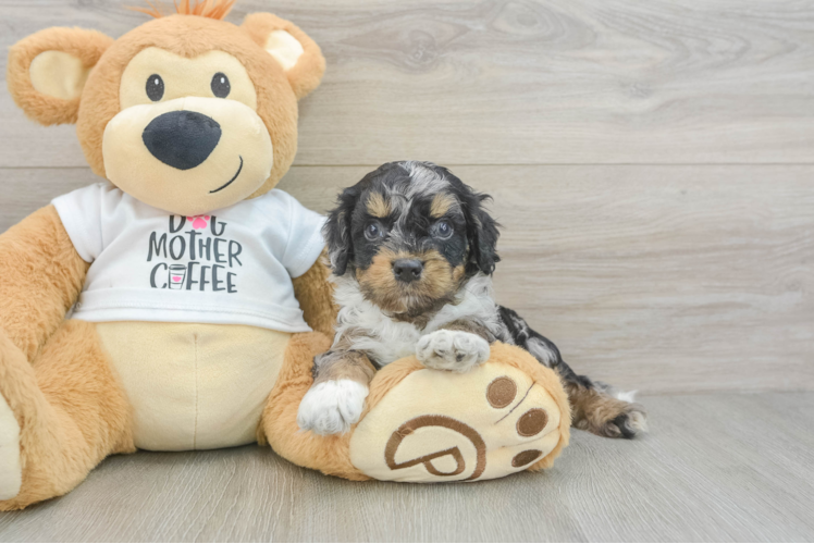 Best Cockapoo Baby
