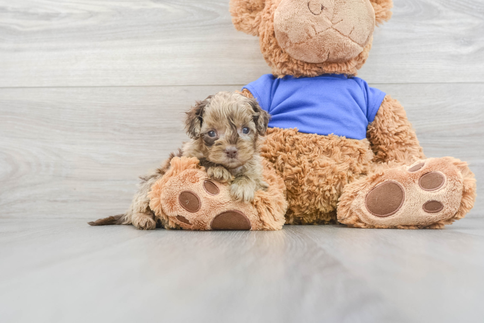 Best Cockapoo Baby