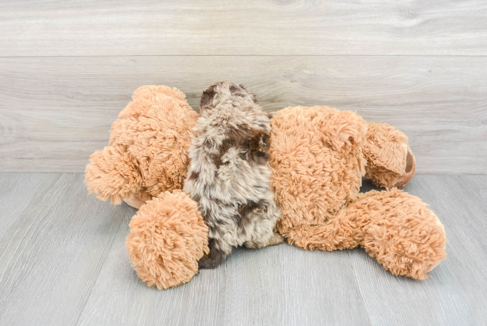 Cockapoo Puppy for Adoption