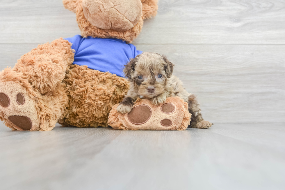 Little Cockerpoo Poodle Mix Puppy