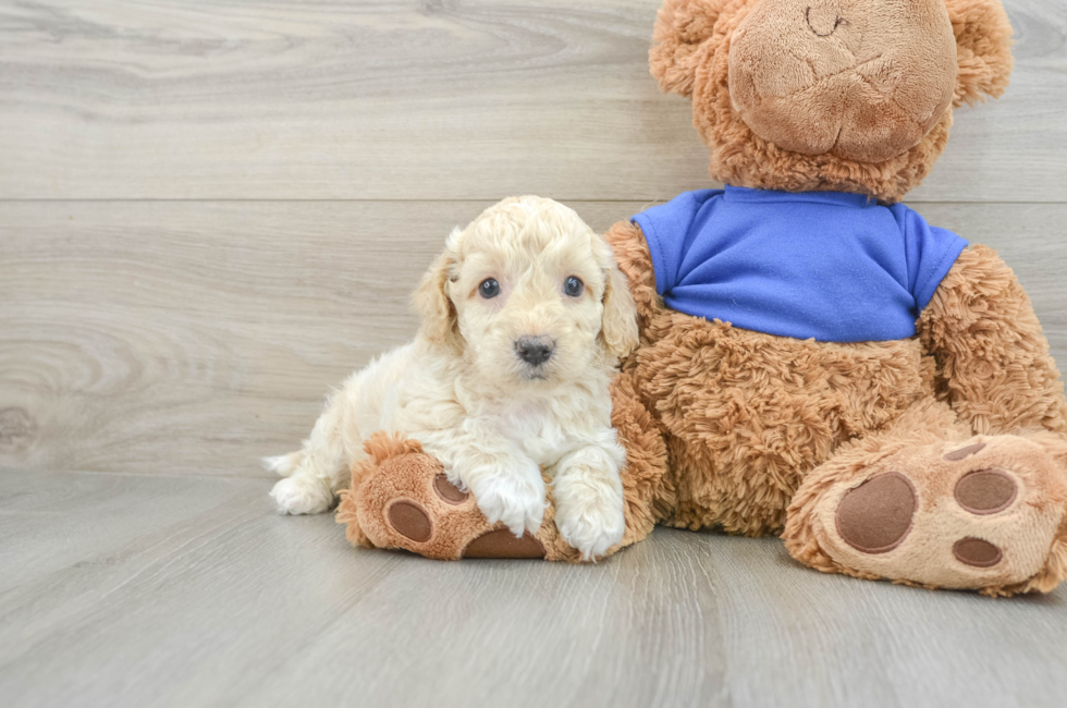 5 week old Cockapoo Puppy For Sale - Puppy Love PR