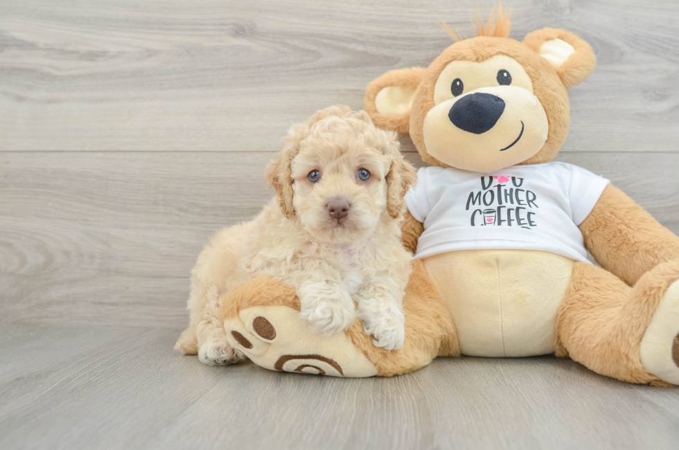 5 week old Cockapoo Puppy For Sale - Puppy Love PR