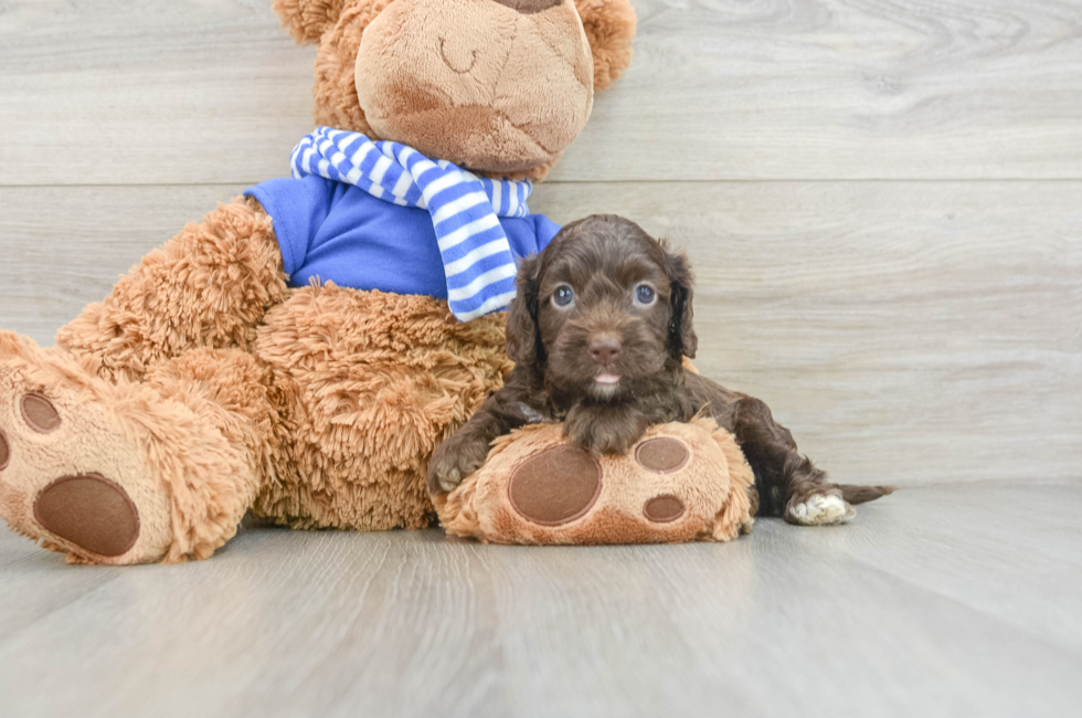 6 week old Cockapoo Puppy For Sale - Puppy Love PR