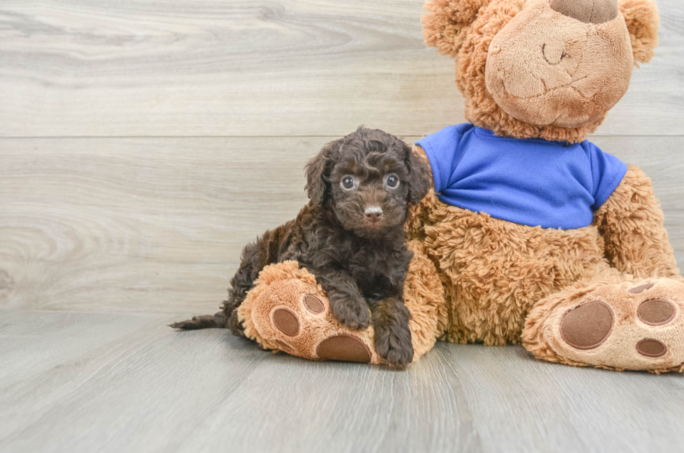 5 week old Cockapoo Puppy For Sale - Puppy Love PR