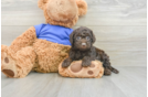 Cockapoo Puppy for Adoption