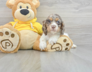 6 week old Cocker Spaniel Puppy For Sale - Puppy Love PR
