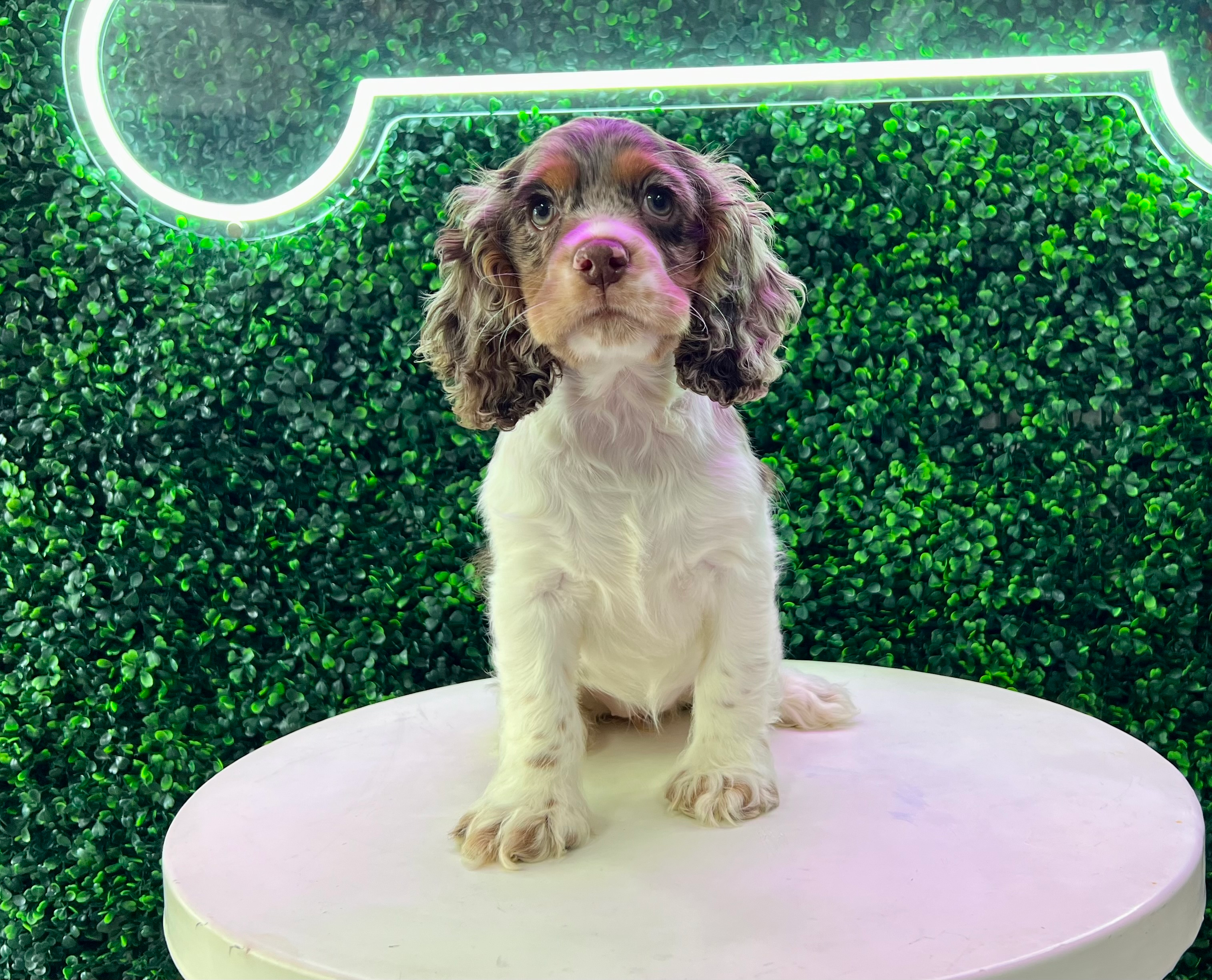 Cocker Spaniel Pup Being Cute