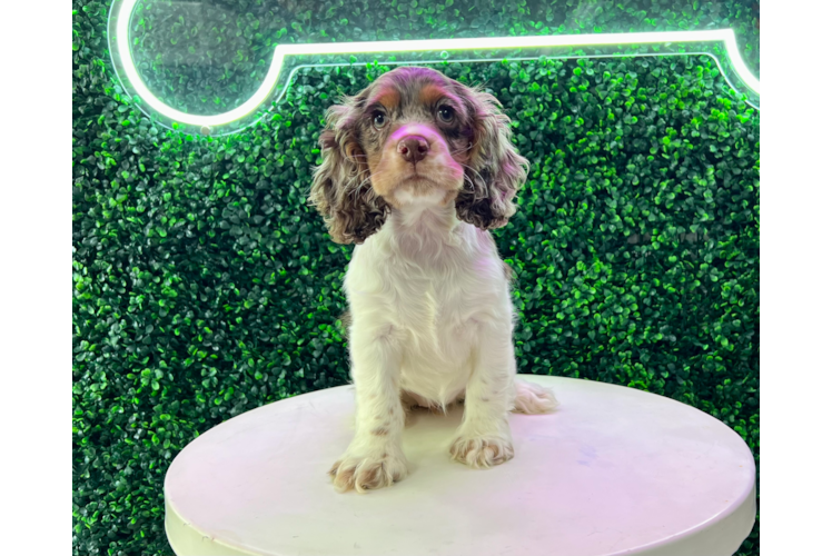 Cocker Spaniel Pup Being Cute