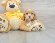 6 week old Cocker Spaniel Puppy For Sale - Puppy Love PR