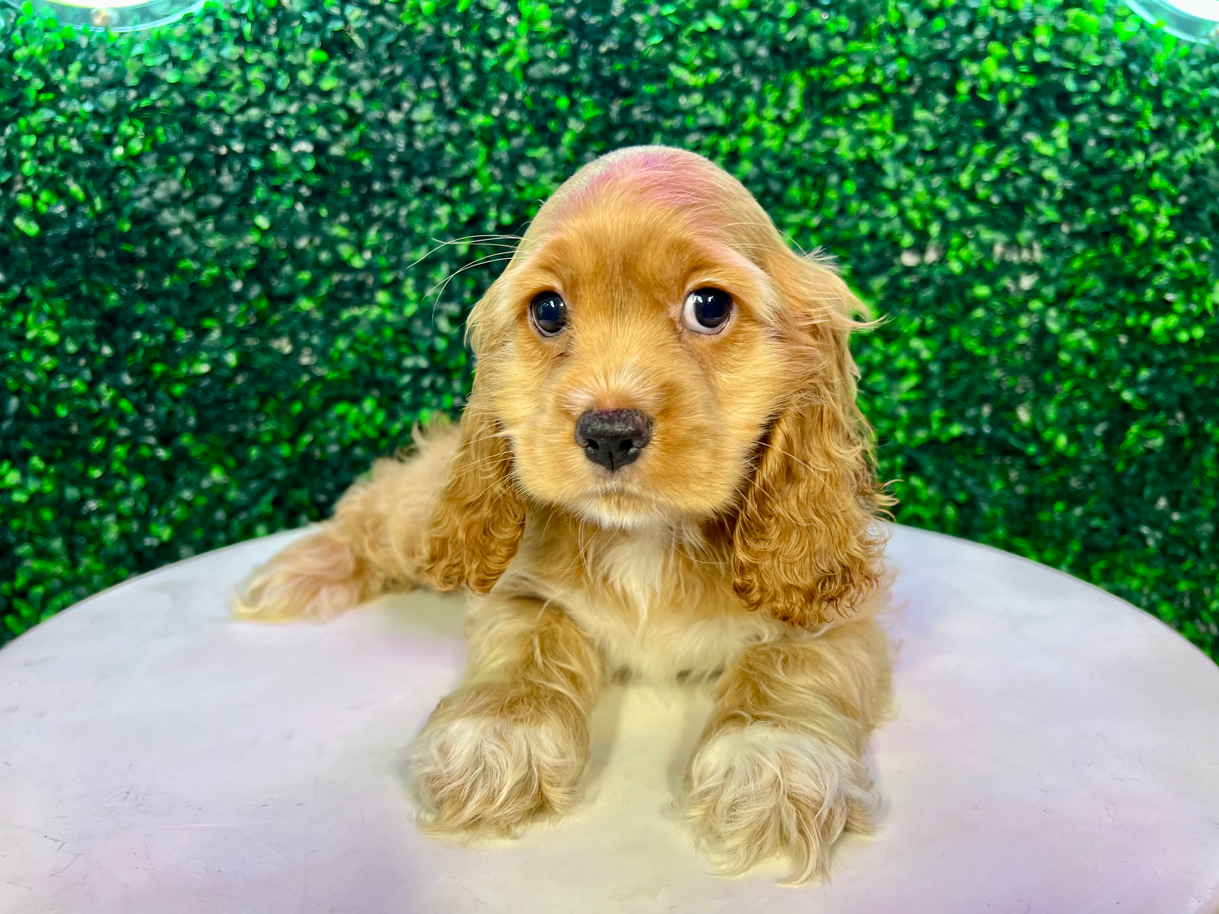 Best Cocker Spaniel Baby