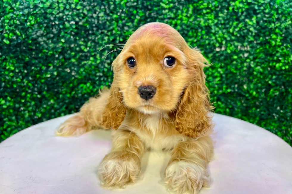 10 week old Cocker Spaniel Puppy For Sale - Puppy Love PR
