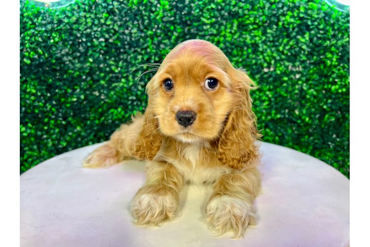 Meet Allison - our Cocker Spaniel Puppy Photo 1/4 - Puppy Love PR Best Cocker Spaniel Baby