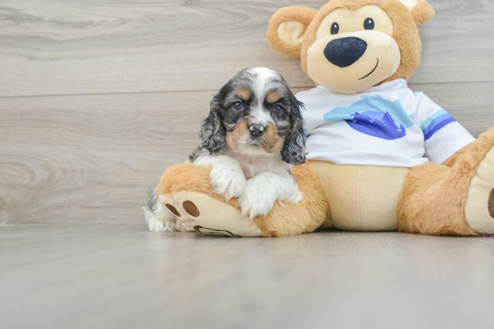 Cute Cocker Spaniel Purebred Pup