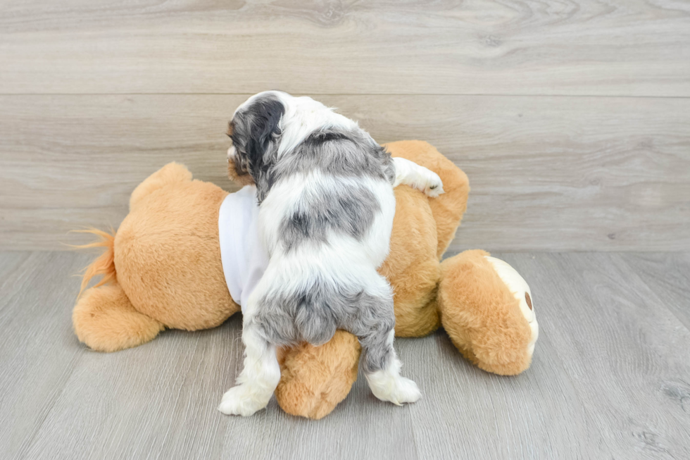 Best Cocker Spaniel Baby