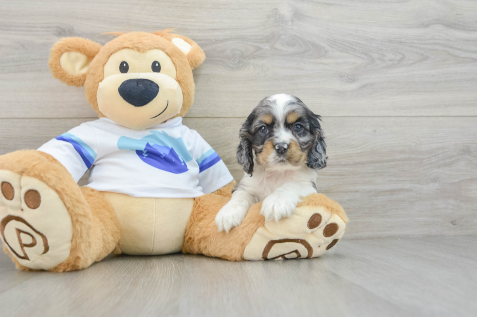 Cute Cocker Spaniel Purebred Pup