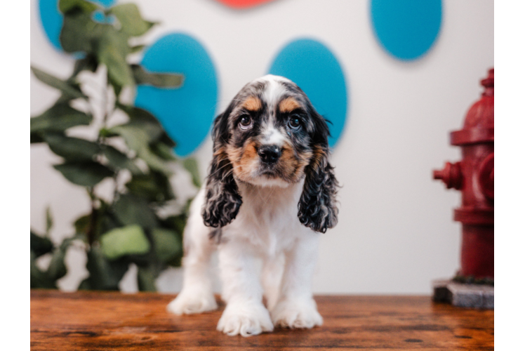 Cocker Spaniel Puppy for Adoption