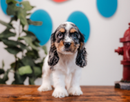 11 week old Cocker Spaniel Puppy For Sale - Puppy Love PR