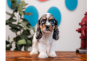 Cocker Spaniel Puppy for Adoption