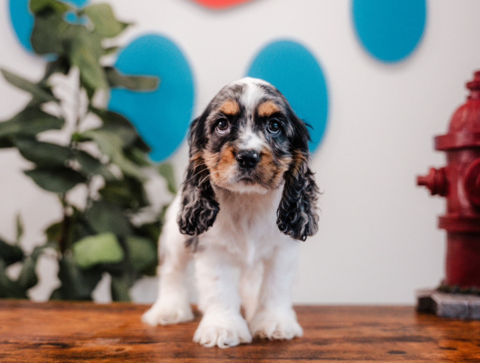 Cocker Spaniel Puppy for Adoption