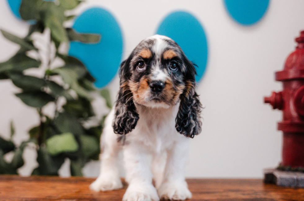 11 week old Cocker Spaniel Puppy For Sale - Puppy Love PR