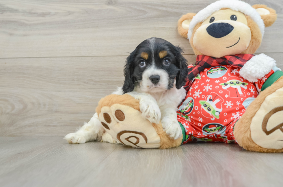 5 week old Cocker Spaniel Puppy For Sale - Puppy Love PR