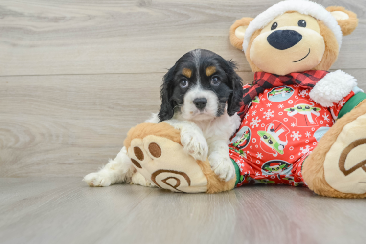 Meet Anita - our Cocker Spaniel Puppy Photo 1/3 - Puppy Love PR Cocker Spaniel Puppy for Adoption