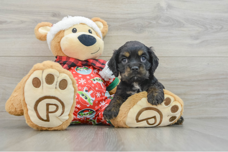 Meet Anne - our Cocker Spaniel Puppy Photo 1/3 - Puppy Love PR Cocker Spaniel Pup Being Cute