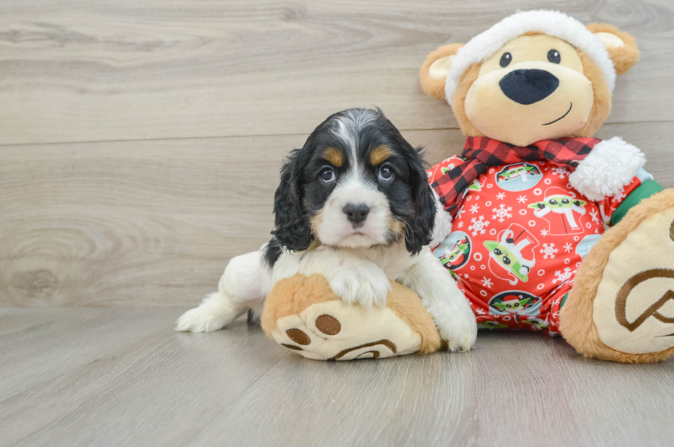 5 week old Cocker Spaniel Puppy For Sale - Puppy Love PR