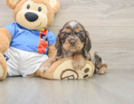 6 week old Cocker Spaniel Puppy For Sale - Puppy Love PR