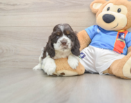 6 week old Cocker Spaniel Puppy For Sale - Puppy Love PR