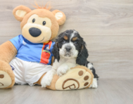 7 week old Cocker Spaniel Puppy For Sale - Puppy Love PR