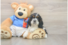 Cocker Spaniel Puppy for Adoption
