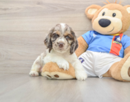 6 week old Cocker Spaniel Puppy For Sale - Puppy Love PR